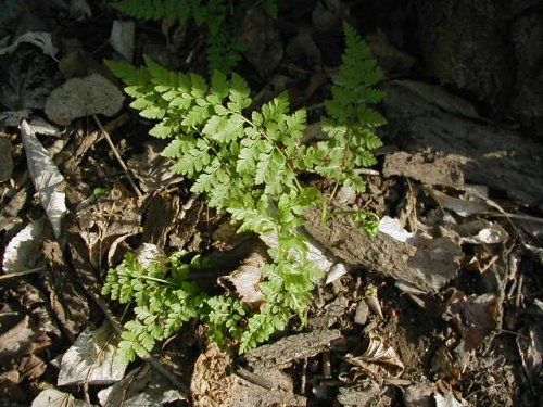 Southern Bladder Fern (Cystopteris protrusa)