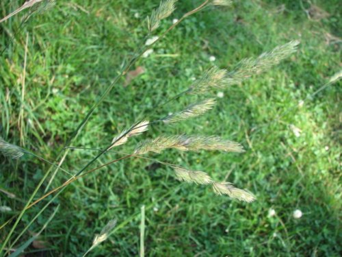 Orchardgrass (Dactylis glomerata)