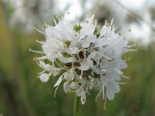 Roundhead Prairie Clover (Dalea multiflora)