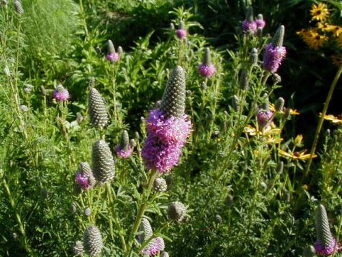 Purple Prairie Clover (Dalea purpurea)