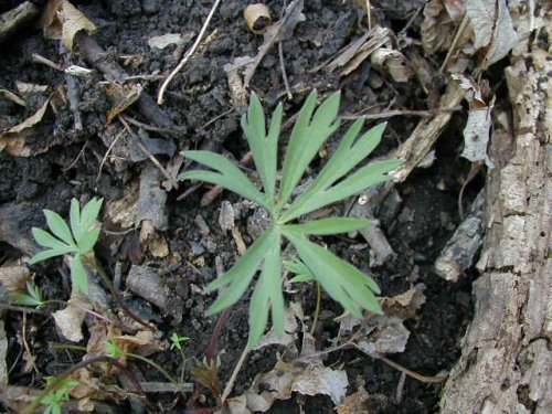 Rock Larkspur (Delphinium tricorne)