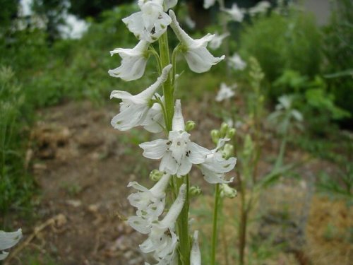 Plains Larkspur (Delphinium virescens)