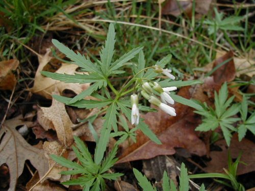 Cutleaf Toothwort (Cardamine concatenata)