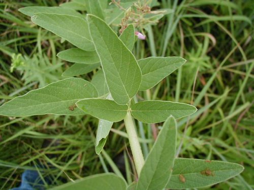 Showy Ticktrefoil (Desmodium canadense)