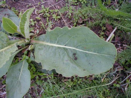 Rough Rattlesnake Root (Prenanthes aspera)