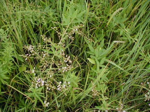 Hoary Ticktrefoil (Desmodium canescens)