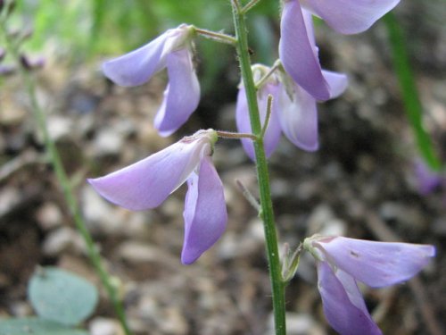 Largebract Ticktrefoil (Desmodium cuspidatum)