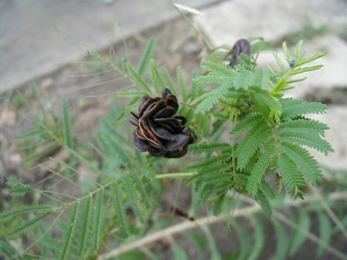 Illinois Bundle Flower (Desmanthus illinoensis)