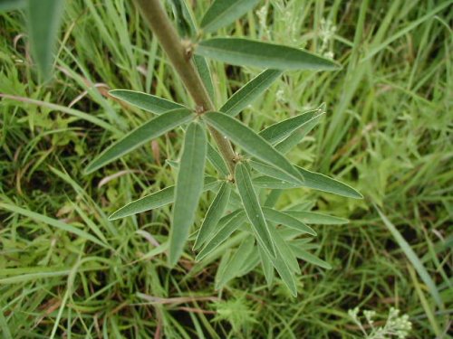 Sessile-leaved Ticktrefoil (Desmodium sessilifolium)