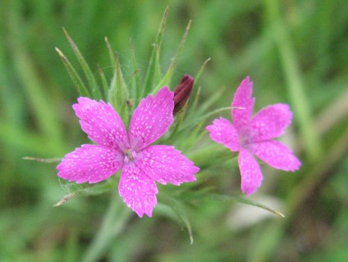 Deptford Pink (Dianthus armeria)