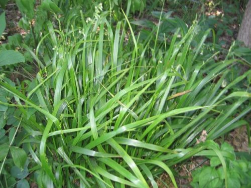 American Beakgrass (Diarrhena obovata)