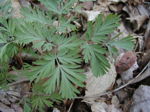 Dutchman's Breeches (Dicentra cucullaria)