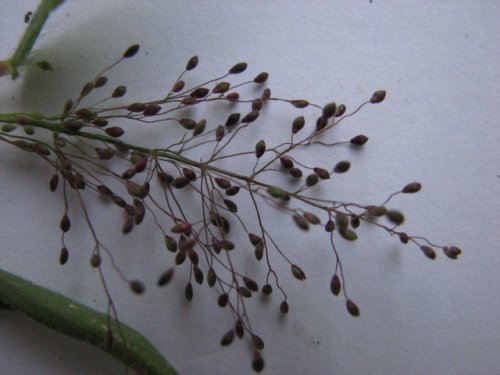 Tapered Panicgrass (Dichanthelium acuminatum)