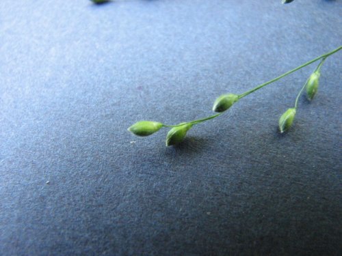Deertongue Panicgrass (Dichanthelium clandestinum)