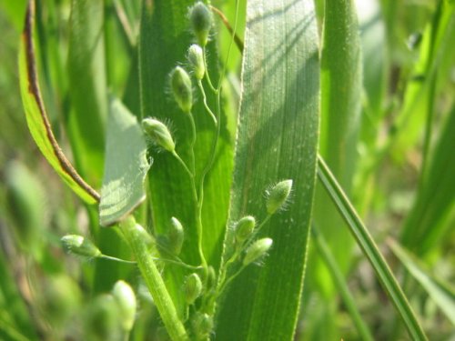 Leiberg's Panicgrass (Dichanthelium leibergii)