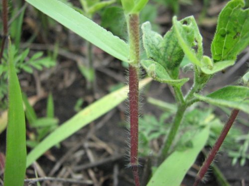 Scribners Panicgrass (Dichanthelium oligosanthes)