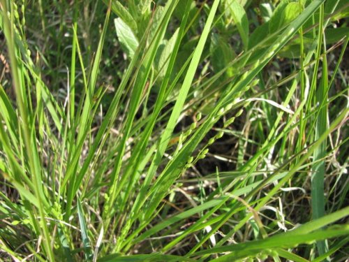 Slimleaf Panicgrass (Dichanthelium perlongum)