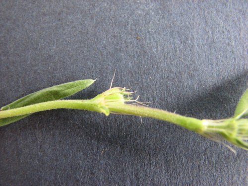 Rough Buttonweed (Diodia teres)