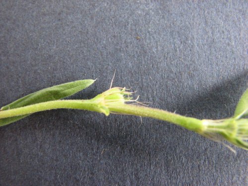 Rough Buttonweed (Diodia teres)