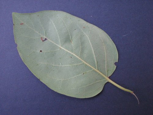 Persimmon (Diospyros virginiana)