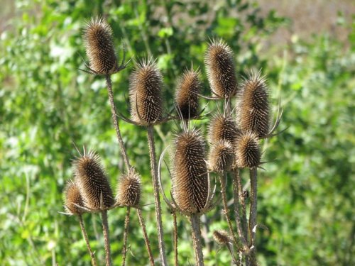 Fuller's Teasel (Dipsacus fullonum)