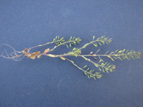 Shortpod Draba (Draba brachycarpa)