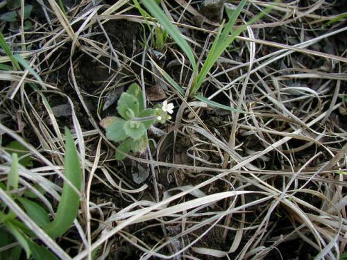 Wedgeleaf Draba (Draba cuneifolia)