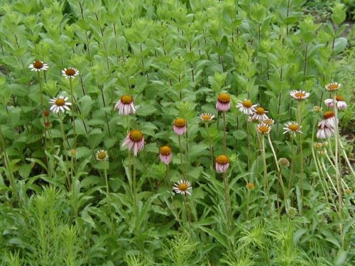 Blacksamson Coneflower (Echinacea angustifolia)