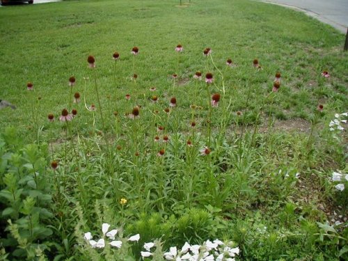 Topeka Coneflower (Echinacea atrorubens)