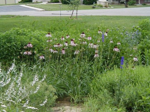 Pale Coneflower (Echinacea pallida)