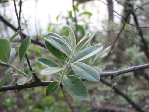 Russian Olive (Elaeagnus angustifolia)