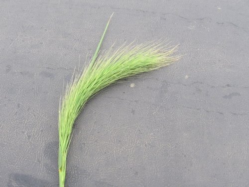 Canada Wildrye (Elymus canadensis)