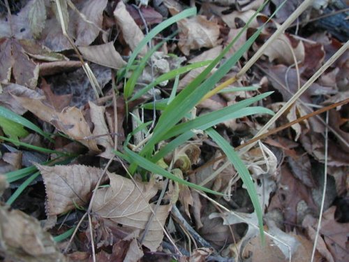 Bottlebrush Grass (Elymus hystrix)