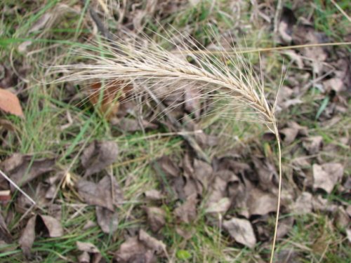 Hairy Wild Rye (Elymus villosus)