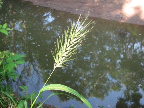 Virginia Wildrye (Elymus virginicus)