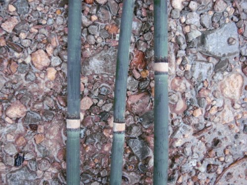 common scouring-rush (Equisetum hyemale)