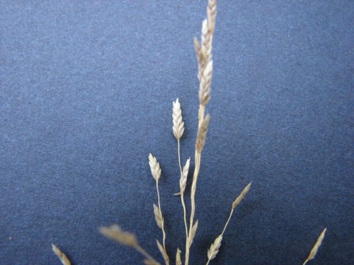 Carolina Love Grass (Eragrostis pectinacea)