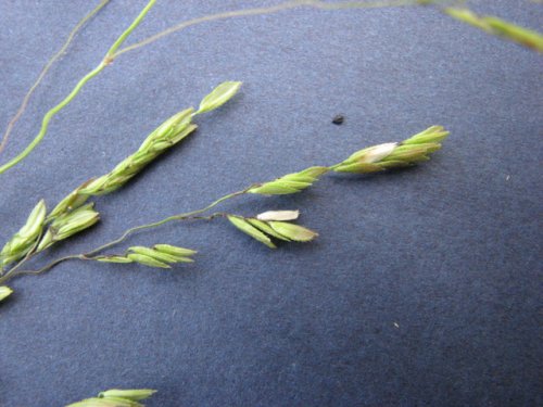 Rice Cutgrass (Leersia oryzoides)