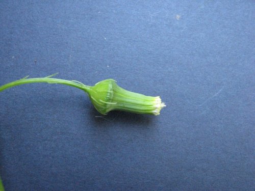 American Burnweed (Erechtites hieracifolius)