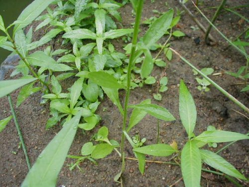 Annual Fleabane (Erigeron annuus)