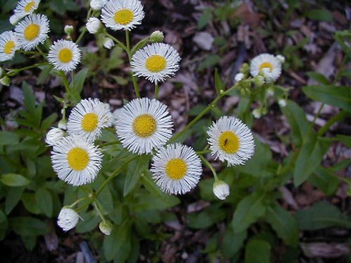 Philadelphia Fleabane (Erigeron philadelphicus)