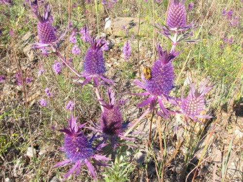 Leavenworth Eryngo (Eryngium leavenworthii)