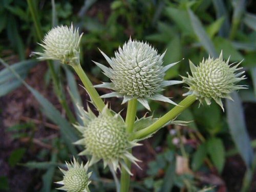 Rattlesnake Master (Eryngium yuccifolium)