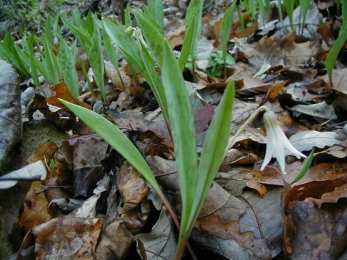 White Fawn Lily (Erythronium albidum)