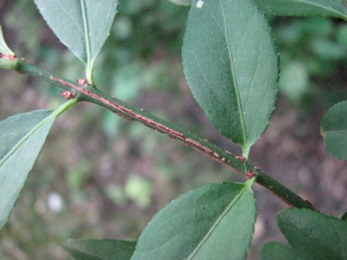 Winged Burning Bush (Euonymus alatus)