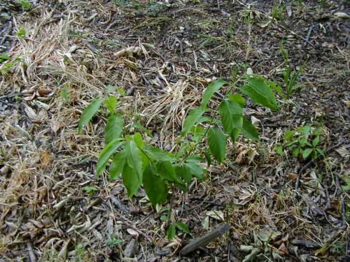 Eastern Wahoo (Euonymus atropurpureus)