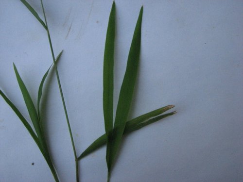 Whitegrass (Leersia virginica)