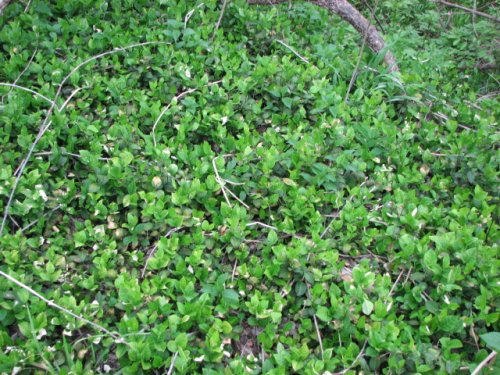 Winter Creeper (Euonymus fortunei)