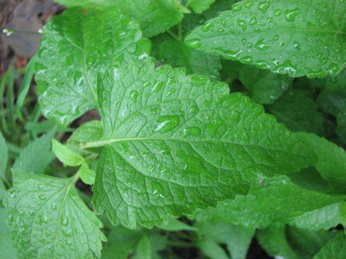 Blue Mistflower (Conoclinium coelestinum)