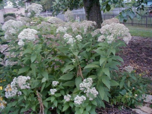 Sweet Joe-Pye (Eupatorium purpureum)